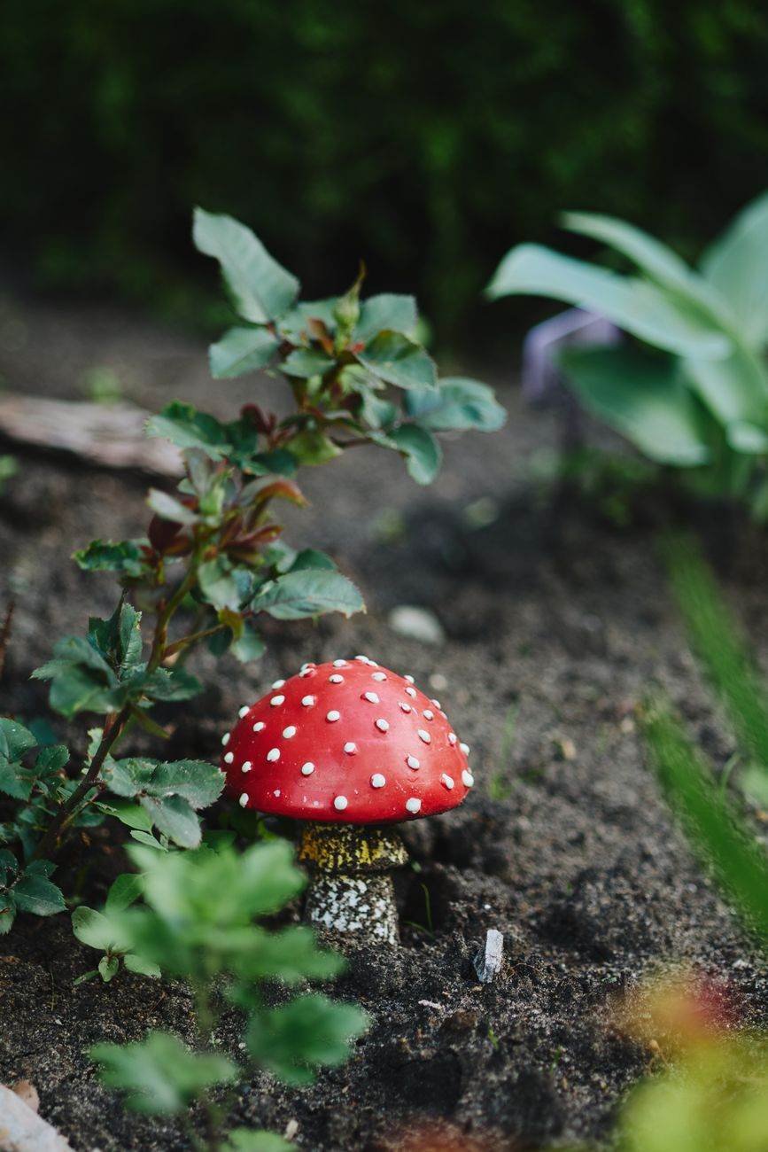 Elsie and the Toadstool