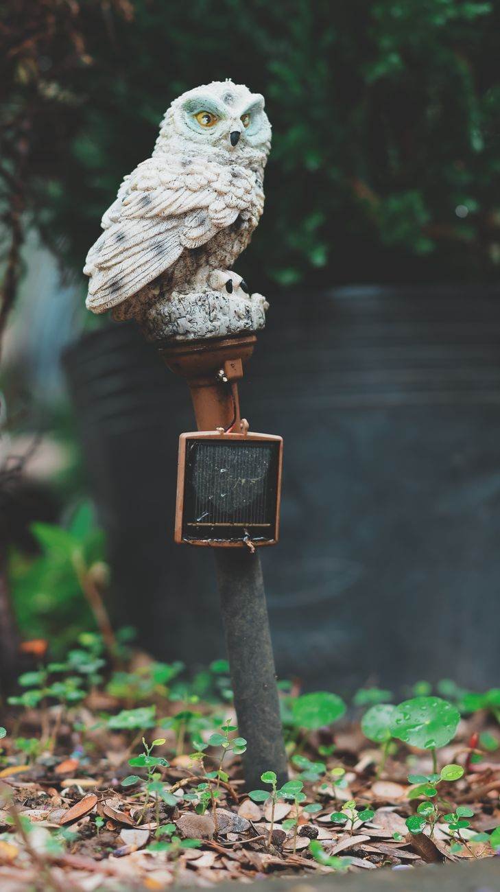 The Moonlit Owl